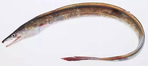 日本鰻魚陷入絕境？捕獲量僅為去年同期的1%！