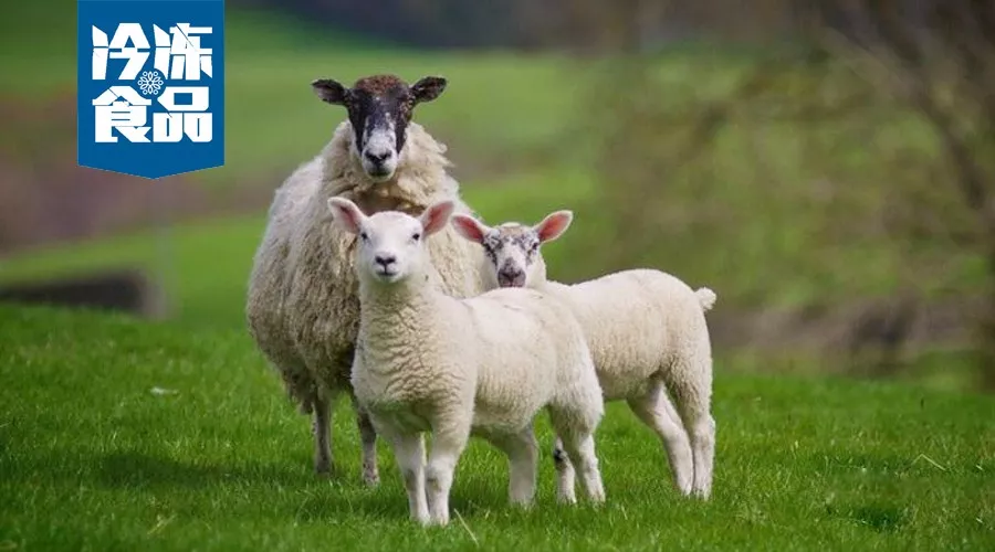 大咖年終講 | 蒙羊總裁曹旭升，肉羊產(chǎn)業(yè)升級，未來將有多寡頭出現(xiàn)！