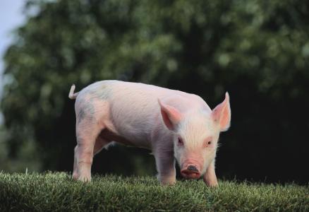 2017年全球豬肉產(chǎn)量11103.4萬(wàn)噸，增長(zhǎng)0.97%