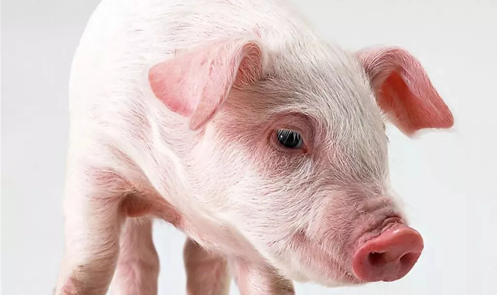 生豬跨省禁調(diào)令下：豬價各省差異拉大，上市公司幾家歡喜幾家愁