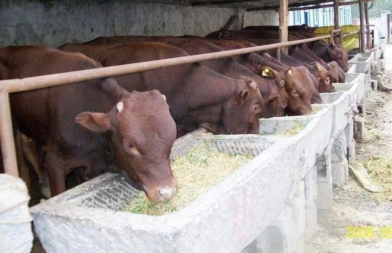 養(yǎng)牛賠錢，不養(yǎng)牛斷貨，“公司+農(nóng)戶”進(jìn)退兩難！