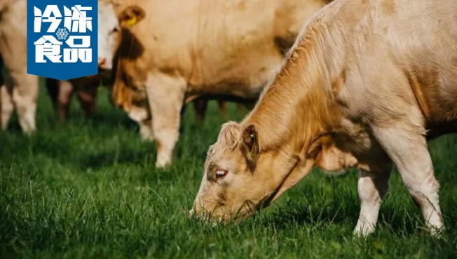 中國買家組團考察/剛剛?cè)肴A的愛爾蘭牛肉為何受到如此追捧？