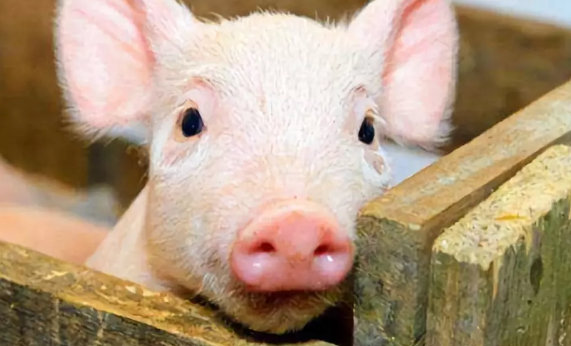 臺灣稱發(fā)現(xiàn)雙匯產(chǎn)品含非洲豬瘟病毒，雙匯：正核實