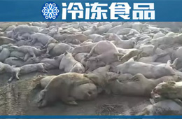 農(nóng)業(yè)農(nóng)村部通報(bào)河北首例非洲豬瘟疫情！“豬”又告急，“肉”更難安！