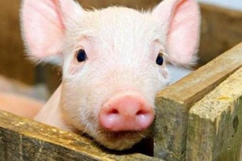 關(guān)注 | 非洲豬瘟檢測實(shí)驗(yàn)室咋建？這份指南安排的明明白白