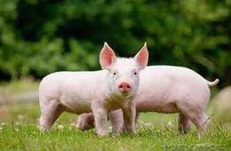  看好“二師兄”錢景，唐人神擬投資3億元建生豬養(yǎng)殖屠宰項(xiàng)目