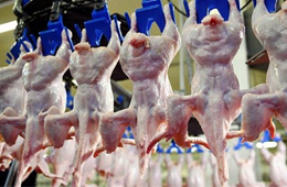 我國雞肉進口量持續(xù)增加，30家俄企獲得對華出口許可