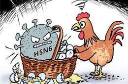 新疆發(fā)生一起H5N6禽流感疫情，已撲殺11910只