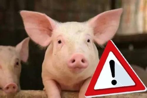 有效率不低于92%的非洲豬瘟疫苗研制成功？！