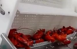 實(shí)拍龍蝦流水線，看一只蝦怎樣被大卸八塊