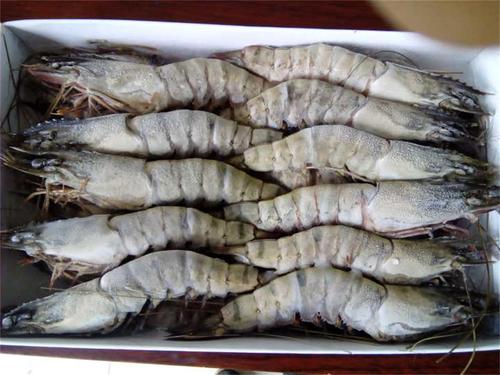 越南蝦價格恐將上漲！下半年需求量強勁增長，出口呈現(xiàn)復蘇跡象