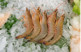 海關(guān)總署宣布：暫停沙特蝦進口！伊朗蝦取得正關(guān)進口許可