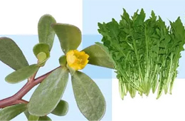 薺菜之后，蒲公英、馬齒莧入餡，野菜概念類產(chǎn)品能否野蠻生長？