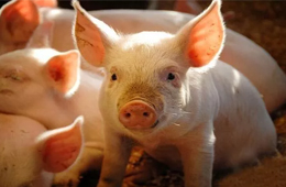 雛鷹農(nóng)牧VS牧原股份：河南兩兄弟，同養(yǎng)豬怎就不同命？