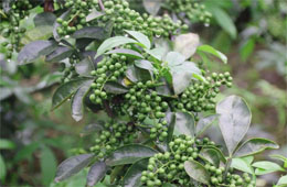 小藤椒有大魔力，今年食品圈流行藤椒味兒！