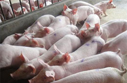 飛上天的“二師兄”！新希望、溫氏、牧原等9月生豬銷量大比拼