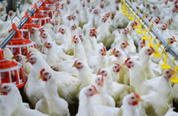 圣農(nóng)發(fā)展凈利飆升170%！2020年超級(jí)雞周期還會(huì)繼續(xù)嗎？