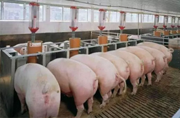 2020年養(yǎng)豬能賺多少錢？業(yè)內(nèi)預(yù)計(jì)比2019年再多50%