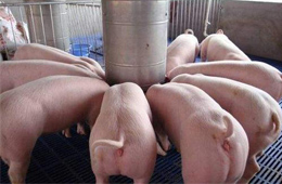 關(guān)注丨養(yǎng)豬暴富！溫氏股份2019年預(yù)計(jì)凈利138億元~143億元