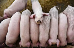 牧原股份2019年預(yù)期凈利60-64億，增長逾10倍