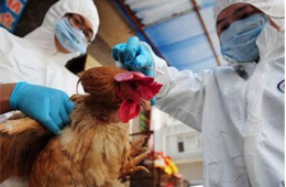 快訊丨緊急通知：河南全面禁止市場銷售活禽，違者責令停業(yè)