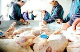 關(guān)注丨活禽交易，放開還是禁止？問題難在哪里？