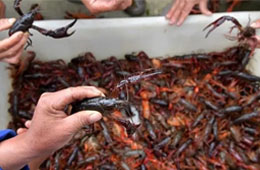 活蝦價格猛跌5成，出口訂單銳減6成，疫情下的小龍蝦還能“火”嗎？