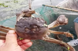 大閘蟹銷量同比漲3倍！平均售價卻首次下降超3成！