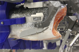 三文魚、白肉魚等水產(chǎn)品自動(dòng)化加工升級(jí)加速！