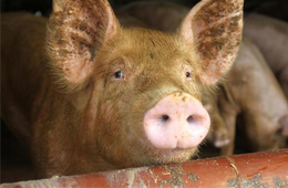 二師兄坐“火箭”，26地豬價飄紅，到底要沖到多少錢呢？