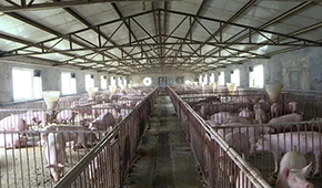 養(yǎng)豬大省河南哪里豬最多？駐馬店、周口、南陽(yáng)排前三