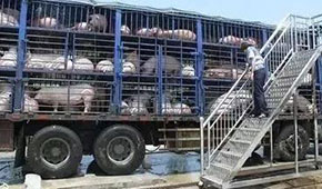  3月份6起非瘟5起屬違規(guī)調(diào)運(yùn)，今日起生豬跨區(qū)禁運(yùn)，豬價(jià)會(huì)翻身大漲嗎？