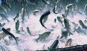 飼料漲，肉價漲，設(shè)備價也漲，新一輪漲價潮要來了？