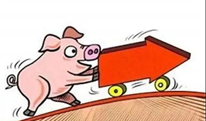 豬價翻紅“6連漲”，沖上10元大關(guān)；凍品人發(fā)朋友圈：時間不等人，快抓緊備貨！