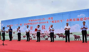 金星啤酒跨界養(yǎng)牛，投資5億做“雪花紅?！?/>
                </div>
                <div   id=