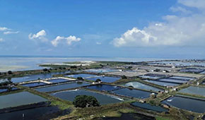 全國60%的蝦滑產(chǎn)自這里，“北海蝦滑”為何能成功出圈？