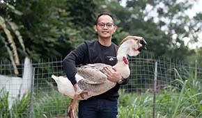 從養(yǎng)“鵝王”到做鵝丸，深挖一只鵝的潛力，這家潮汕企業(yè)下足功夫