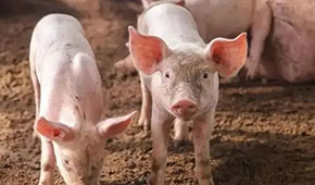 9月投放儲(chǔ)備肉20萬噸，創(chuàng)歷史新高；肉價(jià)要漲，食企準(zhǔn)備好了嗎？