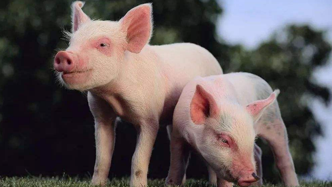 豬價(jià)進(jìn)入過度上漲一級(jí)預(yù)警區(qū)間；第六批國儲(chǔ)肉即將投放