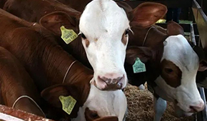 暫停28天后，巴西牛肉重返中國市場！