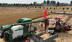 麥?zhǔn)赵庥鰻€場(chǎng)雨，面粉出廠價(jià)“狂飆”，一袋暴漲15元！