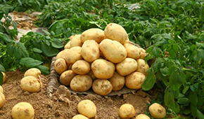 狼牙鍋巴、珍珠土豆、芝士焗土豆…掘金小吃供應鏈，小土豆“長成”大產(chǎn)業(yè)