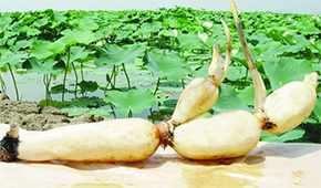 安井、正大、雙匯、荷仙、華貴等爭相入局，蓮藕預(yù)制菜為啥如此受歡迎？