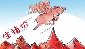 豬價(jià)連漲，有望“破9沖10”？牧原、溫氏、德康：下半年會更好