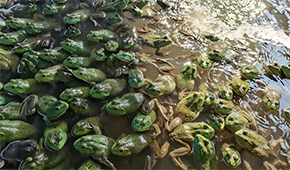 原料價格持續(xù)上漲，今年牛蛙市場要“?！逼饋?？