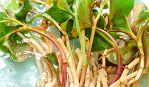 香菜面、折耳根拌面、辣條拌面…揭秘白象“瘋感”產(chǎn)品的設(shè)計(jì)故事