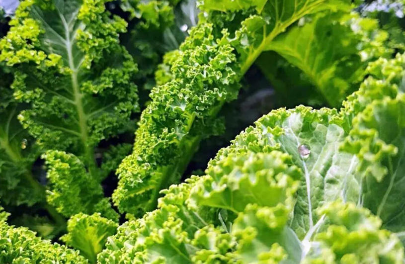 白象、袁記、三全、思念…紛紛盯上羽衣甘藍(lán)，“超級(jí)植物”開始席卷速凍食品？