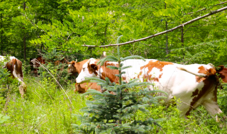中國(guó)對(duì)進(jìn)口牛肉實(shí)施三年保障措施，將會(huì)影響哪些行業(yè)？