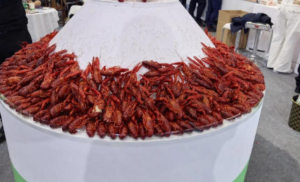 此龍蝦大熱，彼龍蝦還能不能翻紅？