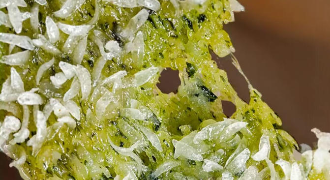 薺菜、艾葉、龍井、胭脂、酒釀、彩虹、鴛鴦…糍粑創(chuàng)新路子越來越“野”？